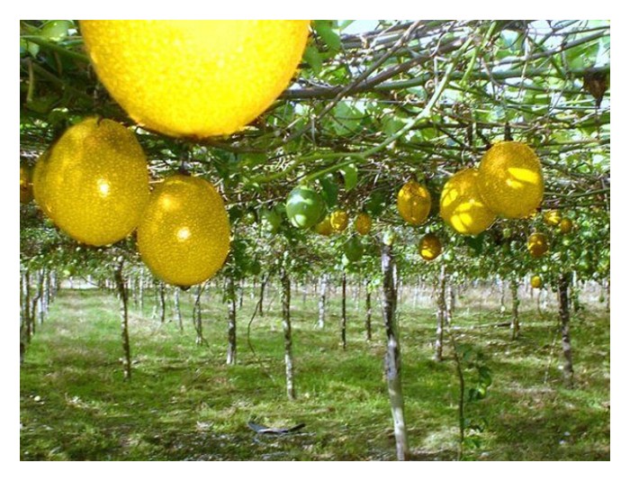 You are currently viewing Apakah kelebihan tanaman buah markisa jika dibandingkan dengan tanaman jambu batu dan betik?