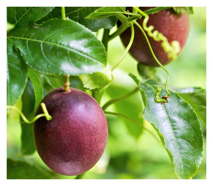 Read more about the article Bagaimana memilih varieti markisa untuk ditanam mengikut suasana tanah dan iklim : Pilihan antara markisa kulit ungu dan kuning