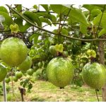 Tanaman markisa perlu dipangkas secara berkala supaya memperolehi hasil yang menggalakkan?