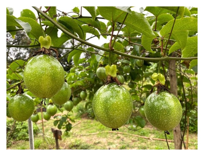 You are currently viewing Tanaman markisa perlu dipangkas secara berkala supaya memperolehi hasil yang menggalakkan?