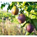 Bolehkah tanaman markisa ditanam dalam polibeg secara komersial untuk mengelak serangan nematod dan penyakit tanah lain?