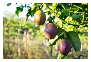 Bolehkah tanaman markisa ditanam dalam polibeg secara komersial untuk mengelak serangan nematod dan penyakit tanah lain?