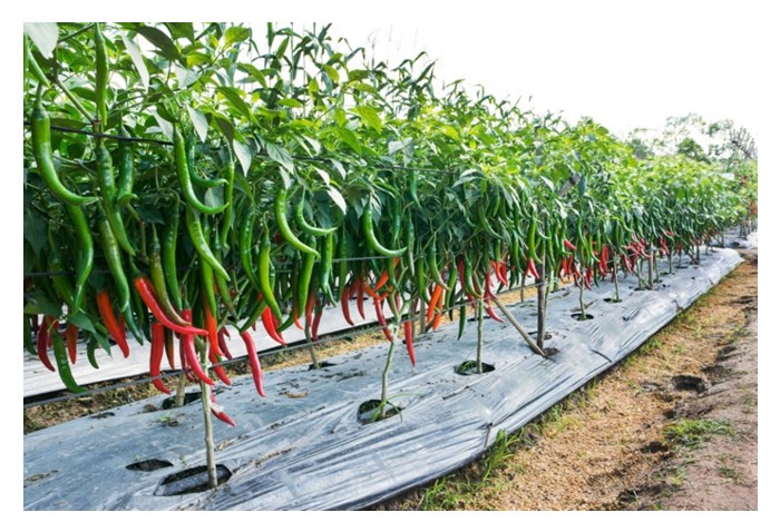 You are currently viewing Tidak berbaloi menanam cili dengan padat kerana risiko penyakit khasnya menjelang musim hujan?