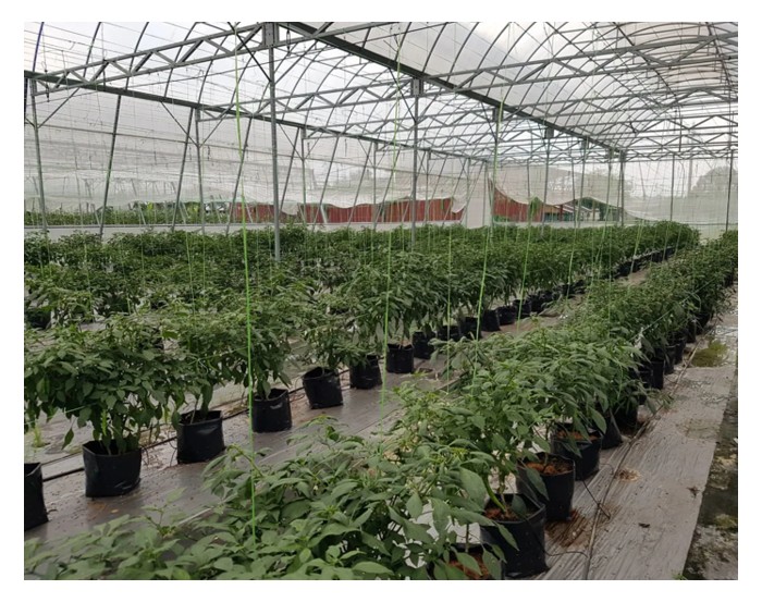 Read more about the article Keberkesanan Menanam Cili di Bawah Pelindung Hujan Berbanding Kawasan Terbuka dalam Pengawalan Penyakit