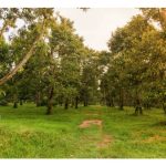 Menjana 70% buah durian gred A boleh dicapai : Model kejayaan dari Thailand