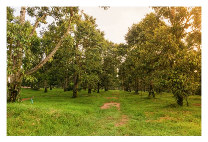 Read more about the article Menjana 70% buah durian gred A boleh dicapai : Model kejayaan dari Thailand