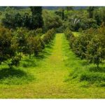 Corak penanaman durian yang lebih optimum untuk pekebun: segitiga sama atau segi empat sama?