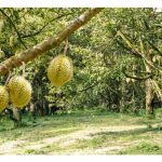 Implikasi Kejayaan Pekebun Durian dengan Pengurusan Secara Tradisional