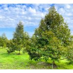 Kaedah Penanaman Baka Campuran dan Pendebungaan Semula Jadi untuk Kurangkan Keguguran Putik Durian