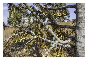 Adakah selepas memangkas kemudian diikuiti mengawal kelembapan tanah (mencipta kekeringan) dua tiga minggu dapat merangsang pembungaan durian?