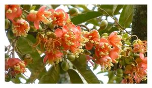 Bagaimana mencegah pemucukan baru semasa pembungaan demi mengurangkan guguran bunga?