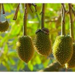 Is it effective in reducing dropping of durian small fruitlets by using biostimulant or hormone?