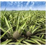 Secrets of enhancing sweetness in MD2 pineapple : The practical approach