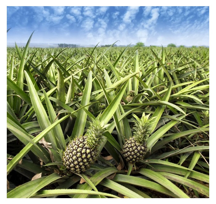 You are currently viewing Secrets of enhancing sweetness in MD2 pineapple : The practical approach