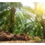 Is it a waste to apply sulphate of potash fertilizer (SOP) on oil palm instead of potassium chloride (KCl) due to its higher cost ?