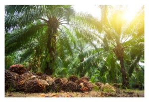 Is it a waste to apply sulphate of potash fertilizer (SOP) on oil palm instead of potassium chloride (KCl) due to its higher cost ?