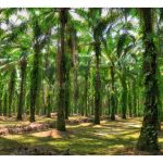 Best and long term investment is to buy oil palm land in rural area, and wait for land price to rise while maintaining livelihood through existing harvesting ? How true is this viewpoint ?