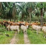 Cattle and goat farming : which one is more profitable in Malaysia?