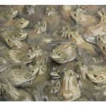 Is bullfrog farming a promising undertaking in current malaysian landscape?