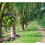 Is it necessary to apply salt under hybrid coconut trees?
