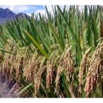 Kelebihan dan kelemahan menanam padi huma berbanding padi sawah di Malaysia?