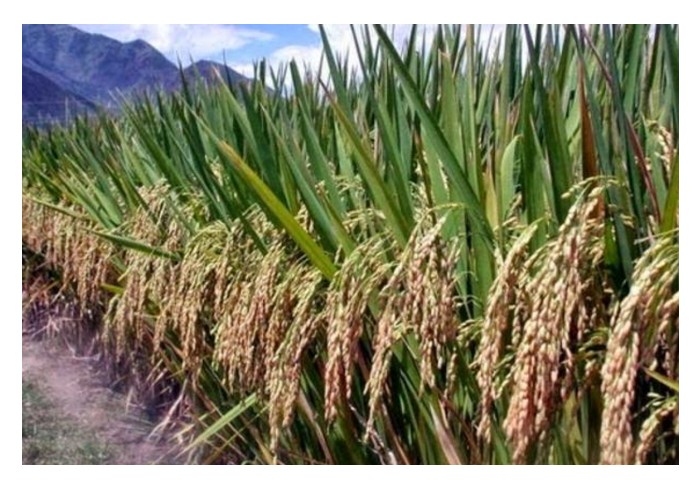 You are currently viewing Kelebihan dan kelemahan menanam padi huma berbanding padi sawah di Malaysia?