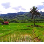 Kenapa angsa tidak direkomendasikan di sawah padi untuk menggantikan itik dalam sistem integrasi padi-itik?