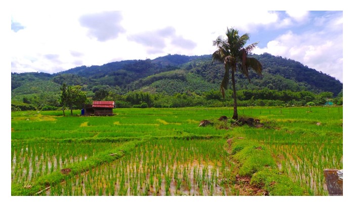 You are currently viewing Kenapa angsa tidak direkomendasikan di sawah padi untuk menggantikan itik dalam sistem integrasi padi-itik?