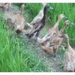 Walaupun integrasi itik di sawah padi menjana dua pendapatan, kenapa sistem ini kurang disambuti di Malaysia?