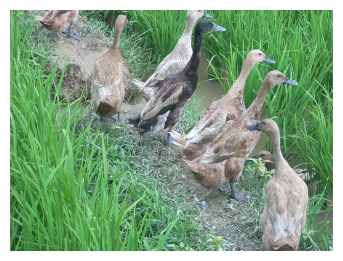 Read more about the article Walaupun integrasi itik di sawah padi menjana dua pendapatan, kenapa sistem ini kurang disambuti di Malaysia?