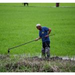 Bolehkah tanaman padi tetap berhasil baik jika sekadar dibaja dengan rumusan 15/15/15?