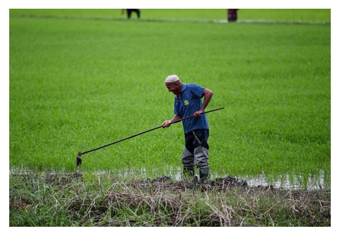 You are currently viewing Bolehkah tanaman padi tetap berhasil baik jika sekadar dibaja dengan rumusan 15/15/15?