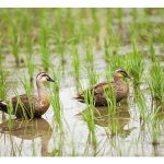 Adakah itik memainkan peranan lebih cekap dalam kawalan perosak di sawah padi berbanding racun kimia dalam sistem integrasi padi-itik?
