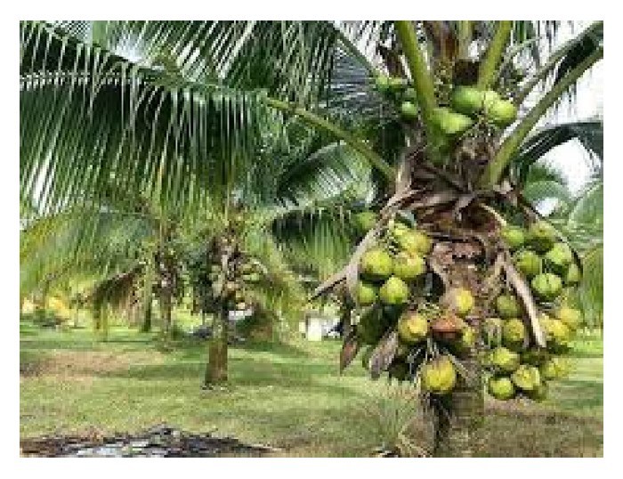You are currently viewing Landskap industri kelapa sedang berubah susulan ketersediaan baka kelapa hibrid untuk menggantikan pokok kelapa tua yang hasilnya rendah dan sukar dituai yang menyebabkan kemiskinan petani kelapa