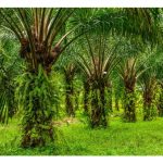 Bagaimana memilih jarak tanaman sawit yang sesuai : 136 pokok atau 148 pokok atau 160 pokok/ha?