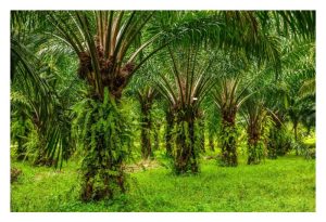 Bagaimana memilih jarak tanaman sawit yang sesuai : 136 pokok atau 148 pokok atau 160 pokok/ha?