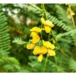 Sesbania rostrata ialah tumbuhan kekacang penutup bumi yang mempunyai daya penetapan nitrogen (N) yang amat tinggi justeru berbaloi untuk kegunaan di ladang sawit serta mencabar status Mucuna bracteata?