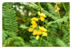 Sesbania rostrata ialah tumbuhan kekacang penutup bumi yang mempunyai daya penetapan nitrogen (N) yang amat tinggi justeru berbaloi untuk kegunaan di ladang sawit serta mencabar status Mucuna bracteata?