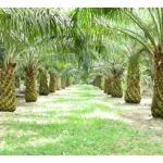 Adakah batang pokok sawit yang besar boleh dianggap sebagai petanda kesuburan tanah dan pokok?