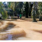 Kenapa taburan hujan yang tinggi (contoh 3,500-4,000 mm/tahun) memberi impak besar terhadap prestasi tanaman termasuk pengeluaran hasil?