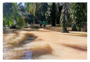 Kenapa taburan hujan yang tinggi (contoh 3,500-4,000 mm/tahun) memberi impak besar terhadap prestasi tanaman termasuk pengeluaran hasil?