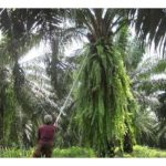 Batang sawit sering menjadi tempat tumpang hidup oleh tumbuhan liar dan tidakkah gejala ini mempengaruhi kesihatan pokok?