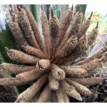 Induk-induk Jantan Utama Dalam Pembiakbakaan Sawit Dunia