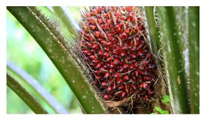 Langkah-Langkah untuk merapatkan hasilan minyak sawit dan BTS antara realiti dan potensi di Malaysia