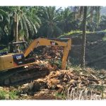 Tanam Semula Sawit Tua: Langkah Bijak untuk Hasil Lumayan