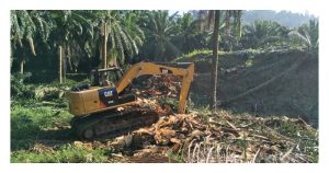 Tanam Semula Sawit Tua: Langkah Bijak untuk Hasil Lumayan