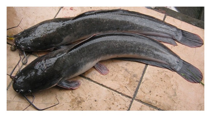 Read more about the article Ikan haruan atau keli : Mana satu lebih berbaloi untuk diternak?