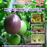 NOV 2025 KELUARAN DUA MINGGUAN (JILID 2)