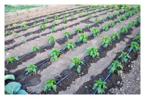 Sistem fertigasi lebih sesuai untuk tanaman kecil seperti sayuran, bungaan dan jagung manis, jambu batu, betik dan sebagainya?