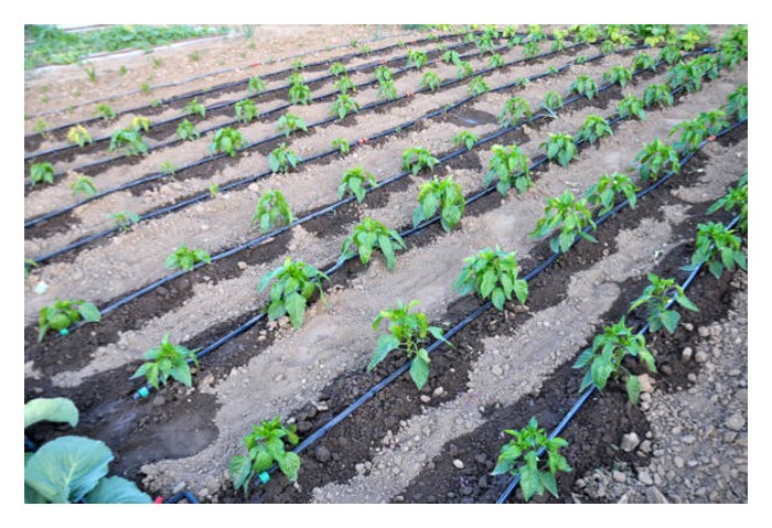 Read more about the article Sistem fertigasi lebih sesuai untuk tanaman kecil seperti sayuran, bungaan dan jagung manis, jambu batu, betik dan sebagainya?